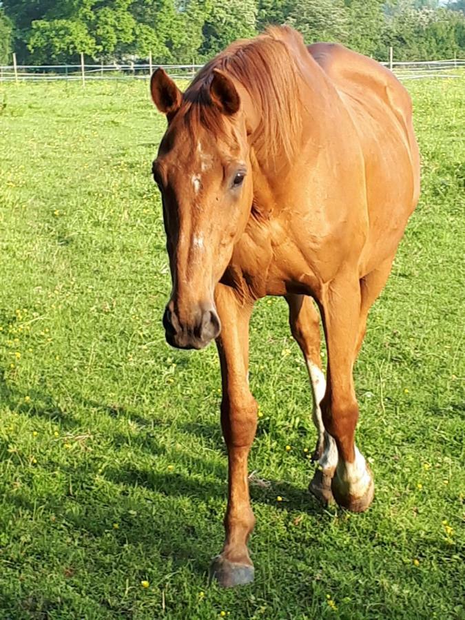 Gite Du Haras De Vales Moult Bagian luar foto