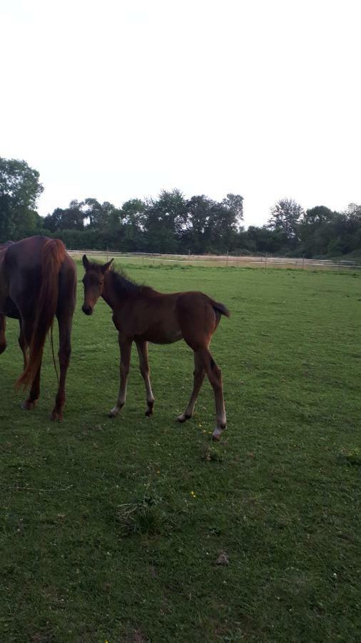 Gite Du Haras De Vales Moult Bagian luar foto