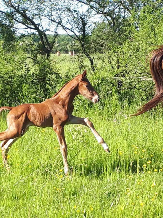 Gite Du Haras De Vales Moult Bagian luar foto